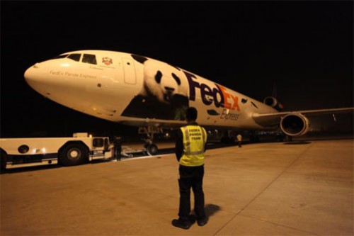 20130401fedex1 500x333 - フェデックス／パンダを中国からカナダへ、チャーター機で輸送