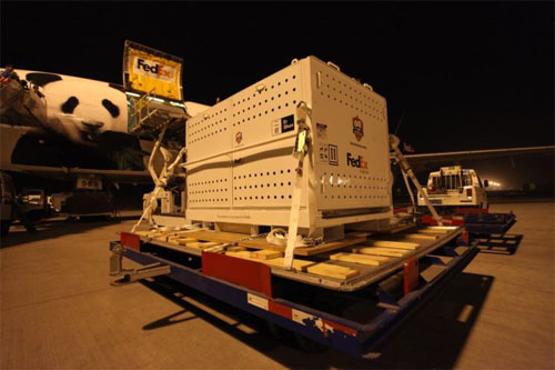 20130401fedex3 - フェデックス／パンダを中国からカナダへ、チャーター機で輸送