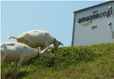 20130701amazon - アマゾン／多治見の物流センター、ヤギで「エコ除草」