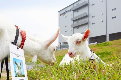 20140617amazon 515x341 - アマゾン／物流センターでヤギによる「エコ除草」