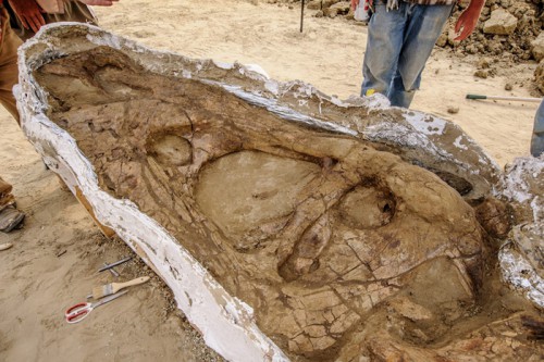 20150605tnt1 500x333 - TNTエクスプレス／欧州でティラノサウルス・レックスの頭骨化石を輸送