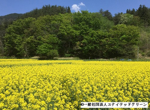 20150807nyk2 500x368 - 日本郵船／三陸産の菜種油のオーナー制度に参加
