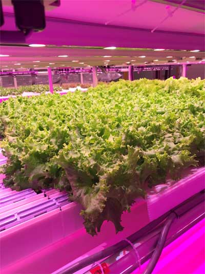 20181128seven4 - セブン‐イレブン／相模原市に専用野菜工場を新設