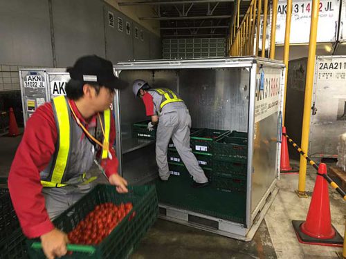 農業総合研究所/新千歳空港に農産物集荷拠点を開設 20190718nougyo3 500x375 - 農業総合研究所/新千歳空港に農産物集荷拠点を開設