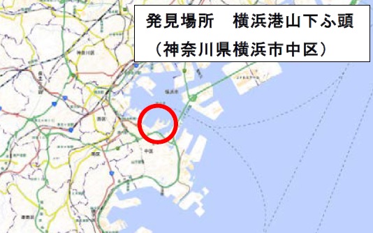 東京港品川ふ頭 横浜港山下ふ頭 ヒアリ確認 物流ニュースのlnews 東京港品川ふ頭 横浜港山下ふ頭 ヒアリ確認 物流ニュースのlnews