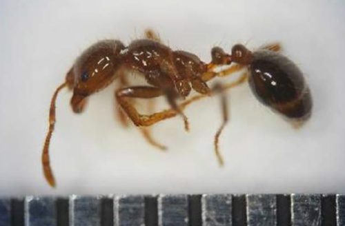 東京港品川ふ頭、横浜港山下ふ頭/ヒアリ確認 20190719yokohama2 500x328 - 東京港品川ふ頭、横浜港山下ふ頭/ヒアリ確認