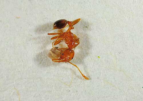 環境省/岐阜県海津市の倉庫でアカカミアリ300匹確認 20191009ari - 環境省/岐阜県海津市の倉庫でアカカミアリ300匹確認