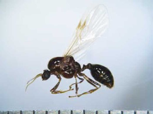 環境省/横浜港大黒ふ頭にアカカミアリ600匹 20191010ari1 520x389 - 環境省/横浜港大黒ふ頭にアカカミアリ600匹