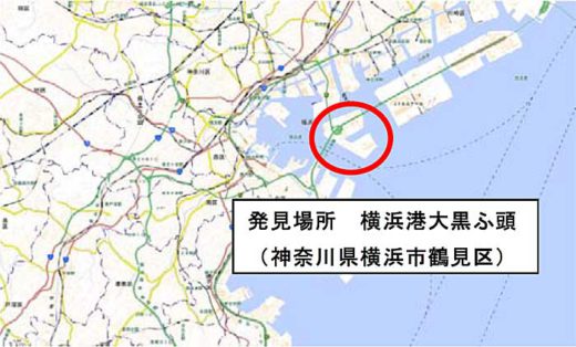 環境省/横浜港大黒ふ頭にアカカミアリ600匹 20191010ari2 520x314 - 環境省/横浜港大黒ふ頭にアカカミアリ600匹