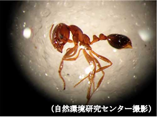 ヒアリ・アカカミアリ/東京港青海・品川ふ頭で計700匹超 20191011ari - ヒアリ・アカカミアリ/東京港青海・品川ふ頭で計700匹超