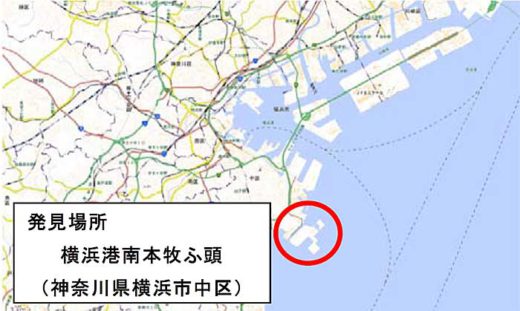 横浜市/南本牧ふ頭にアカカミアリ300匹 20191204yokohama1 520x311 - 横浜市/南本牧ふ頭にアカカミアリ300匹