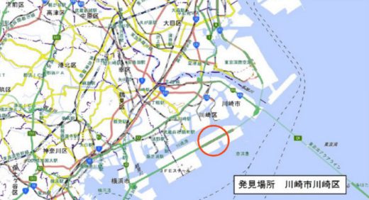 20200625hiari1 520x282 - ヒアリ／東京湾で相次ぎ発見、川崎で初の確認、千葉では千匹以上