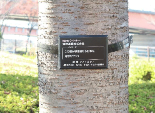 20211215konoike2 520x379 - 鴻池運輸／江戸川区の桜の育樹活動と清掃活動実施