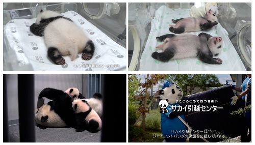 0107sakai - サカイ引越センター／新CMで上野動物園の双子パンダを採用