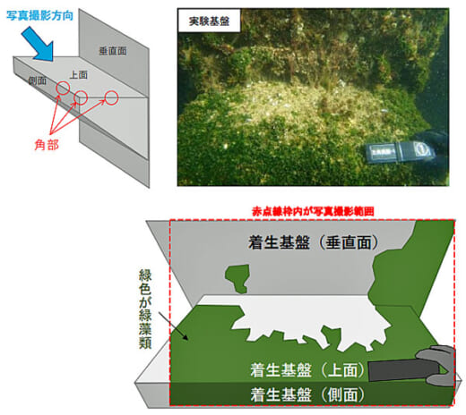 20220613toa2 520x464 - 東亜建設工業／護岸等の港湾構造物への海藻着生でCO2吸収