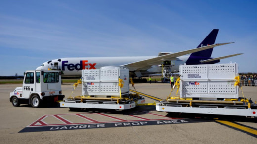 20231115fedex 520x292 - フェデックス／3頭のパンダをワシントンDCから中国・成都に輸送