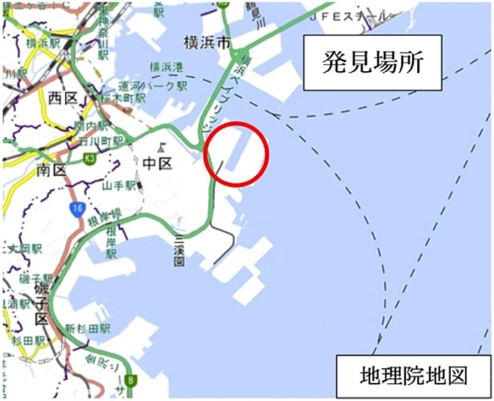 20240523hiari2 710x577 - ヒアリ／横浜港本牧ふ頭で女王アリ含む1000匹超を確認