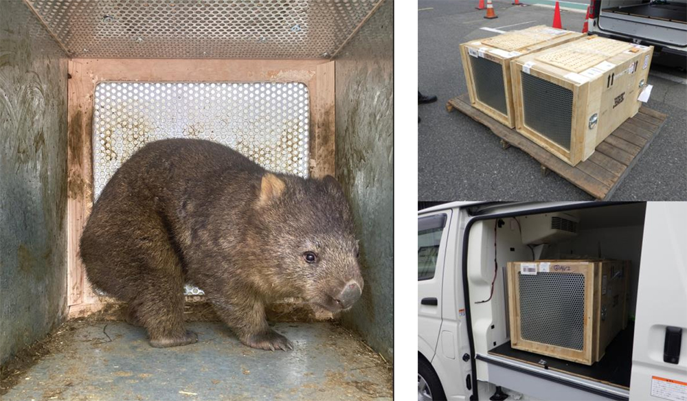 阪急阪神エクスプレス/オーストラリアから大阪府池田市の動物園にウォンバットを輸送 20251110hankyuhanshin2 - 阪急阪神エクスプレス/オーストラリアから大阪府池田市の動物園にウォンバットを輸送
