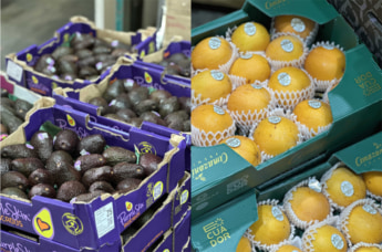 センコーグループホールディングス　Total Fresh Connection　トータルフレッシュ　シンガポール