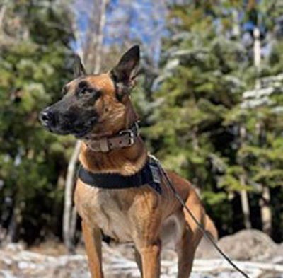 郵船ロジ/国内RAフォワーダーとして初の爆発物探知犬による安全確認 20260226in01 - 郵船ロジ/国内RAフォワーダーとして初の爆発物探知犬による安全確認